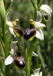 Ophrys arachnitiformis (Orchidaceae)  - Ophrys à forme d'araignée, Ophrys en forme d'araignée, Ophrys arachnitiforme, Ophrys brillant Gard [France] 18/04/2006 - 100m