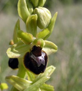 Ophrys aranifera (Orchidaceae)  - Ophrys araignée, Oiseau-coquet - Early Spider-orchid Aude [France] 25/04/2006 - 150m
