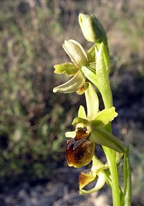 Ophrys aranifera (Orchidaceae)  - Ophrys araignée, Oiseau-coquet - Early Spider-orchid Herault [France] 18/04/2006 - 130m