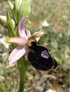 Ophrys catalaunica (Orchidaceae)  - Ophrys de Catalogne Aude [France] 25/04/2006 - 150m