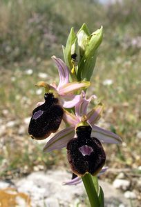 Ophrys catalaunica (Orchidaceae)  - Ophrys de Catalogne Aude [France] 25/04/2006 - 150m