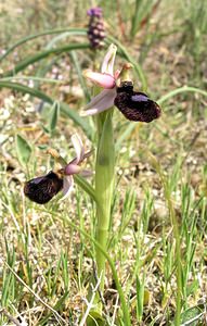 Ophrys catalaunica (Orchidaceae)  - Ophrys de Catalogne Aude [France] 25/04/2006 - 150m