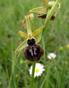 Ophrys exaltata (Orchidaceae)  - Ophrys exalté Aude [France] 23/04/2006 - 640m