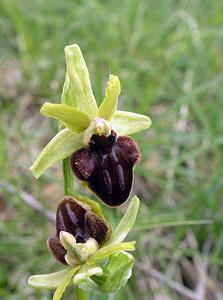 Ophrys incubacea (Orchidaceae)  - Ophrys noir, Ophrys de petite taille, Ophrys noirâtre Aude [France] 23/04/2006 - 490m