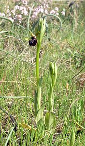 Ophrys incubacea (Orchidaceae)  - Ophrys noir, Ophrys de petite taille, Ophrys noirâtre Aude [France] 25/04/2006 - 150m