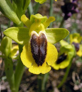 Ophrys lutea (Orchidaceae)  - Ophrys jaune Aude [France] 25/04/2006 - 150m