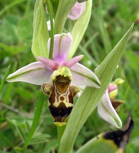 Ophrys scolopax (Orchidaceae)  - Ophrys bécasse Aude [France] 23/04/2006 - 640m