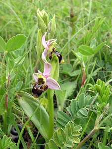 Ophrys scolopax (Orchidaceae)  - Ophrys bécasse Aude [France] 23/04/2006 - 640m