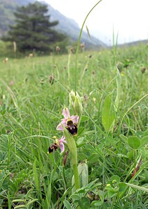 Ophrys scolopax (Orchidaceae)  - Ophrys bécasse Aude [France] 23/04/2006 - 630m