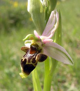 Ophrys scolopax (Orchidaceae)  - Ophrys bécasse Aude [France] 26/04/2006 - 610m