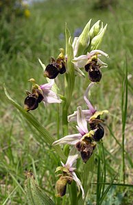 Ophrys scolopax (Orchidaceae)  - Ophrys bécasse Aude [France] 26/04/2006 - 610m