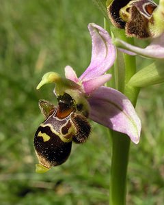 Ophrys scolopax (Orchidaceae)  - Ophrys bécasse Aude [France] 26/04/2006 - 610m