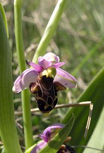 Ophrys scolopax (Orchidaceae)  - Ophrys bécasse Gard [France] 18/04/2006 - 70m