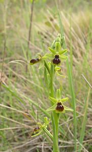 Ophrys virescens (Orchidaceae)  - Ophrys verdissant Pyrenees-Orientales [France] 23/04/2006 - 250m