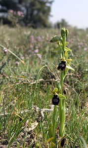 Ophrys x jacquetii (Orchidaceae)  - Ophrys de JacquetOphrys virescens x Ophrys magniflora. Aude [France] 25/04/2006 - 150m