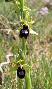 Ophrys x jacquetii