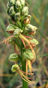 Orchis anthropophora (Orchidaceae)  - Acéras homme-pendu - Man Orchid Pyrenees-Orientales [France] 23/04/2006 - 250m