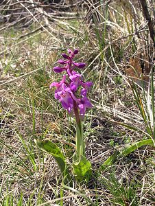 Orchis mascula (Orchidaceae)  - Orchis mâle - Early-purple Orchid Herault [France] 20/04/2006 - 740m