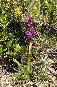 Orchis mascula (Orchidaceae)  - Orchis mâle - Early-purple Orchid Herault [France] 20/04/2006 - 750m