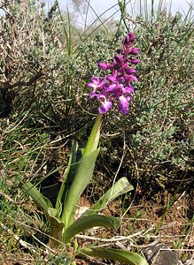 Orchis mascula (Orchidaceae)  - Orchis mâle - Early-purple Orchid Herault [France] 20/04/2006 - 620m