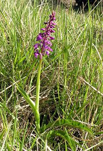 Orchis mascula (Orchidaceae)  - Orchis mâle - Early-purple Orchid Herault [France] 20/04/2006 - 630m