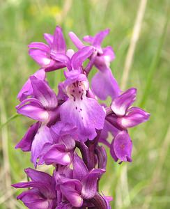 Orchis mascula (Orchidaceae)  - Orchis mâle - Early-purple Orchid Aude [France] 23/04/2006 - 640m