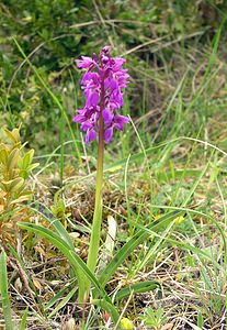 Orchis mascula (Orchidaceae)  - Orchis mâle - Early-purple Orchid Aude [France] 24/04/2006 - 1020m