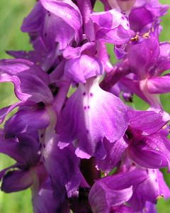 Orchis mascula (Orchidaceae)  - Orchis mâle - Early-purple Orchid Aude [France] 26/04/2006 - 600m