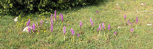 Orchis mascula (Orchidaceae)  - Orchis mâle - Early-purple Orchid Aude [France] 26/04/2006 - 770m