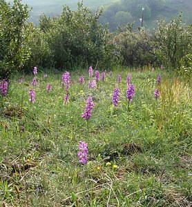 Orchis mascula (Orchidaceae)  - Orchis mâle - Early-purple Orchid Aude [France] 26/04/2006 - 760m