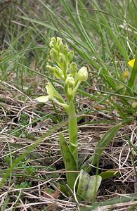 Orchis provincialis (Orchidaceae)  - Orchis de Provence Aude [France] 23/04/2006 - 640m