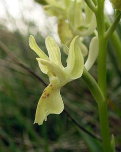 Orchis provincialis (Orchidaceae)  - Orchis de Provence Aude [France] 23/04/2006 - 640m