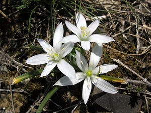 Ornithogalum orthophyllum (Asparagaceae)  - Ornithogale à feuilles droites Aude [France] 25/04/2006 - 150m