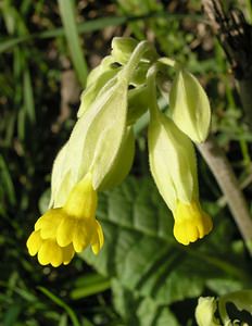 Primula veris (Primulaceae)  - Coucou, Primevère officinale - Cowslip Pas-de-Calais [France] 01/04/2006 - 120m