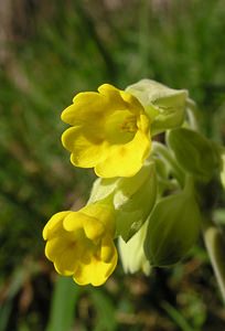 Primula veris (Primulaceae)  - Coucou, Primevère officinale - Cowslip Pas-de-Calais [France] 01/04/2006 - 120m