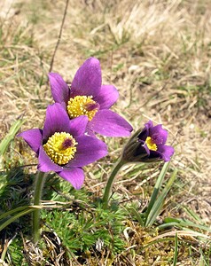 Pulsatilla vulgaris (Ranunculaceae)  - Pulsatille commune, Anémone pulsatille - Pasqueflower Marne [France] 08/04/2006 - 180m