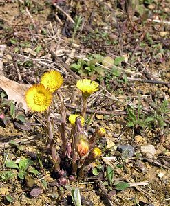 Tussilago farfara (Asteraceae)  - Tussilage pas-d'âne, Tussilage, Pas-d'âne, Herbe de Saint-Quirin - Colt's-foot Pas-de-Calais [France] 01/04/2006 - 60m