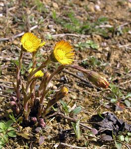 Tussilago farfara (Asteraceae)  - Tussilage pas-d'âne, Tussilage, Pas-d'âne, Herbe de Saint-Quirin - Colt's-foot Pas-de-Calais [France] 01/04/2006 - 60m
