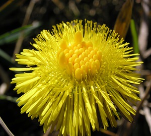 Tussilago farfara (Asteraceae)  - Tussilage pas-d'âne, Tussilage, Pas-d'âne, Herbe de Saint-Quirin - Colt's-foot Pas-de-Calais [France] 01/04/2006 - 90m