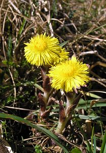 Tussilago farfara (Asteraceae)  - Tussilage pas-d'âne, Tussilage, Pas-d'âne, Herbe de Saint-Quirin - Colt's-foot Pas-de-Calais [France] 01/04/2006 - 90m