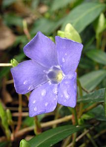 Vinca minor (Apocynaceae)  - Pervenche mineure, Petite pervenche, Violette de serpent, Pervenche humble - Lesser Periwinkle [plant] Pas-de-Calais [France] 01/04/2006 - 60m