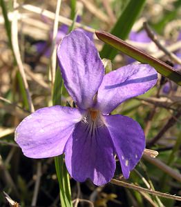 Viola hirta (Violaceae)  - Violette hérissée - Hairy Violet Aisne [France] 08/04/2006 - 140m