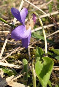 Viola hirta (Violaceae)  - Violette hérissée - Hairy Violet Aisne [France] 08/04/2006 - 140m