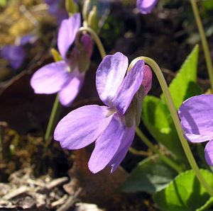 Viola hirta (Violaceae)  - Violette hérissée - Hairy Violet Marne [France] 08/04/2006 - 170m