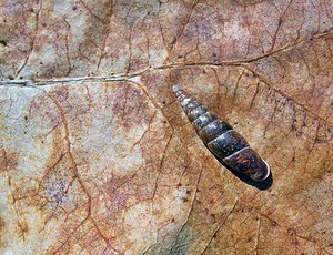 Cochlodina laminata (Clausiliidae)  - Fuseau commun - Plaited Door Snail Philippeville [Belgique] 06/05/2006 - 230m