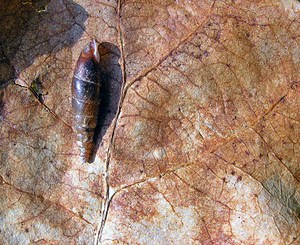 Cochlodina laminata (Clausiliidae)  - Fuseau commun - Plaited Door Snail Philippeville [Belgique] 06/05/2006 - 230m
