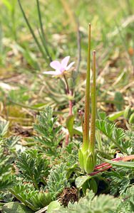 Erodium cicutarium (Geraniaceae)  - Érodium à feuilles de ciguë, Bec-de-grue - Common Stork's-bill Philippeville [Belgique] 06/05/2006 - 270m