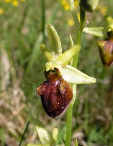 Ophrys aranifera (Orchidaceae)  - Ophrys araignée, Oiseau-coquet - Early Spider-orchid Aisne [France] 20/05/2006 - 140m