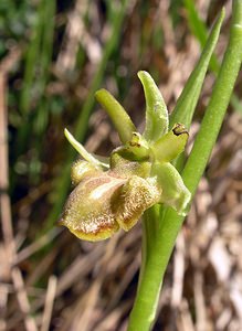 Ophrys aranifera (Orchidaceae)  - Ophrys araignée, Oiseau-coquet - Early Spider-orchid Aisne [France] 20/05/2006 - 140m