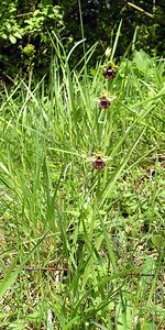 Ophrys x devenensis (Orchidaceae)  - Ophrys du DévonOphrys fuciflora x Ophrys insectifera. Aisne [France] 20/05/2006 - 170m